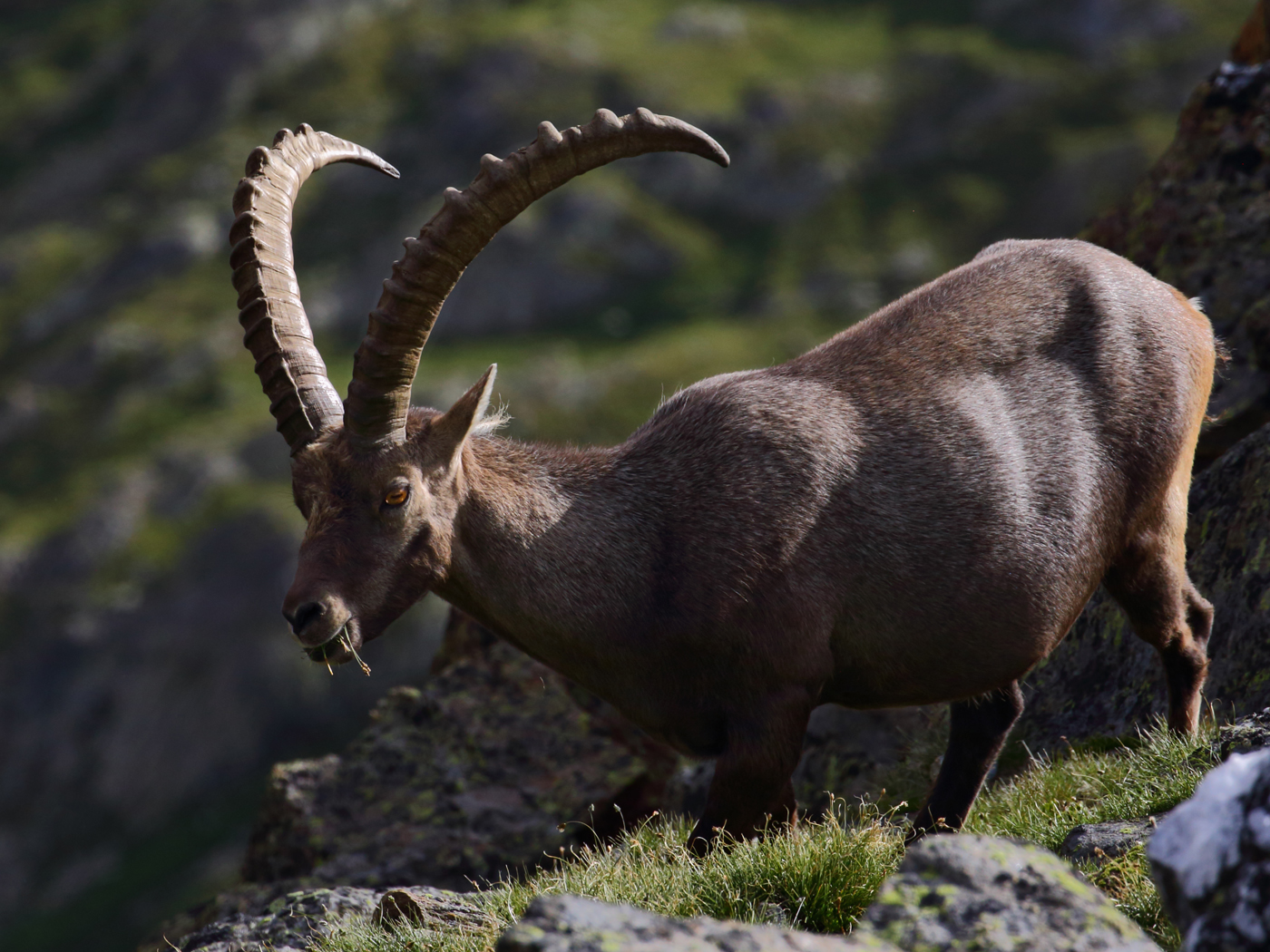  Ibex 